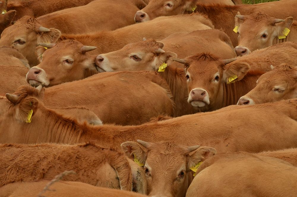 Red cows pack, farming animal image. Free public domain CC0 photo.