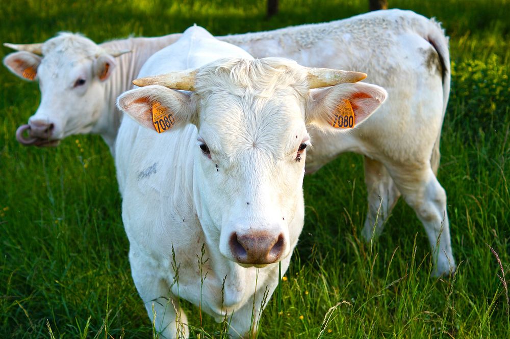 Nature cow & bull in the nature. Free public domain CC0 photo