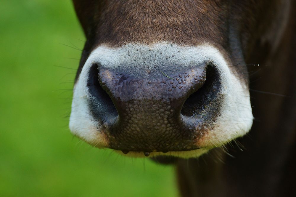 Cow's nose closeup, farming animal. Free public domain CC0 photo.