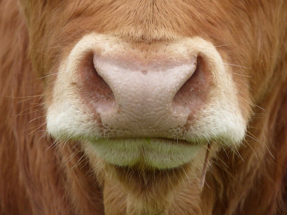 Red cow's face closeup, livestock animal image. Free public domain CC0 photo.