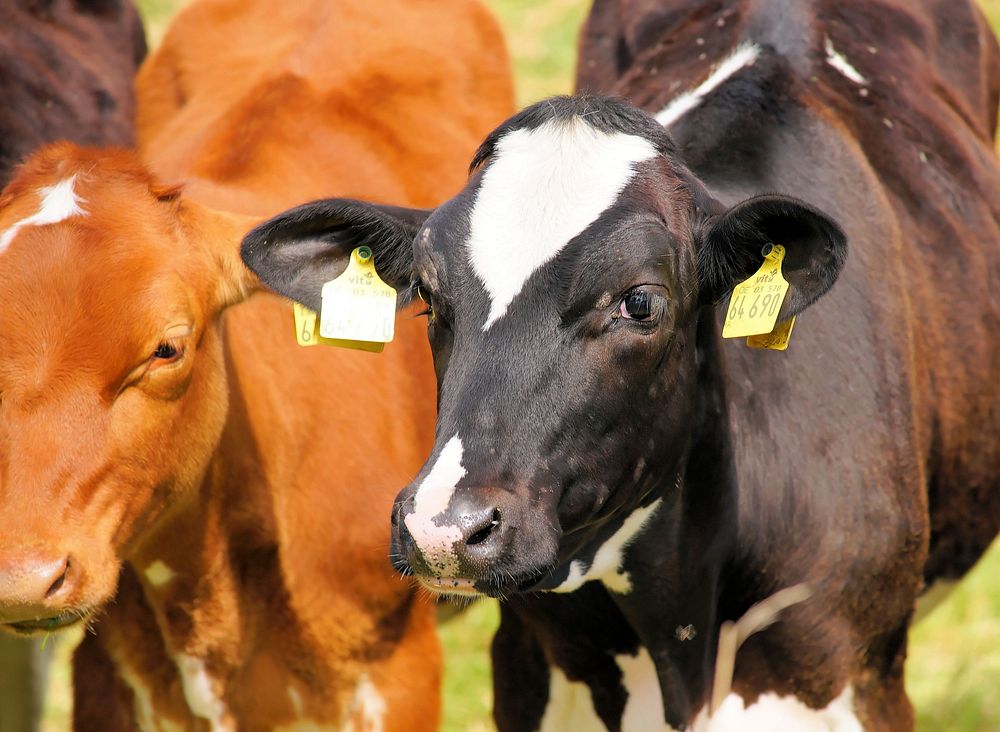 Holstein Friesian cattle, dairy livestock animal. Free public domain CC0 photo.