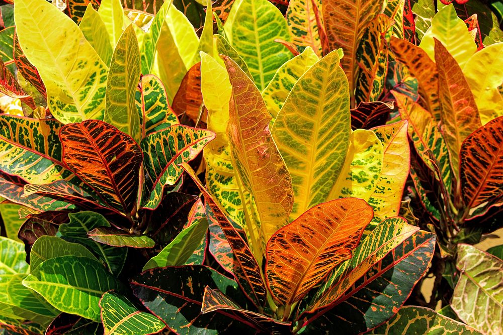 Croton leaf background. Free public domain CC0 image.