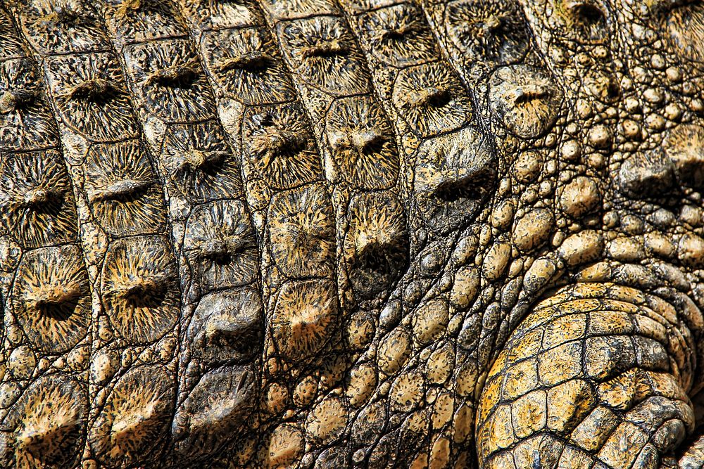Crocodile skin texture close up. Free public domain CC0 photo.