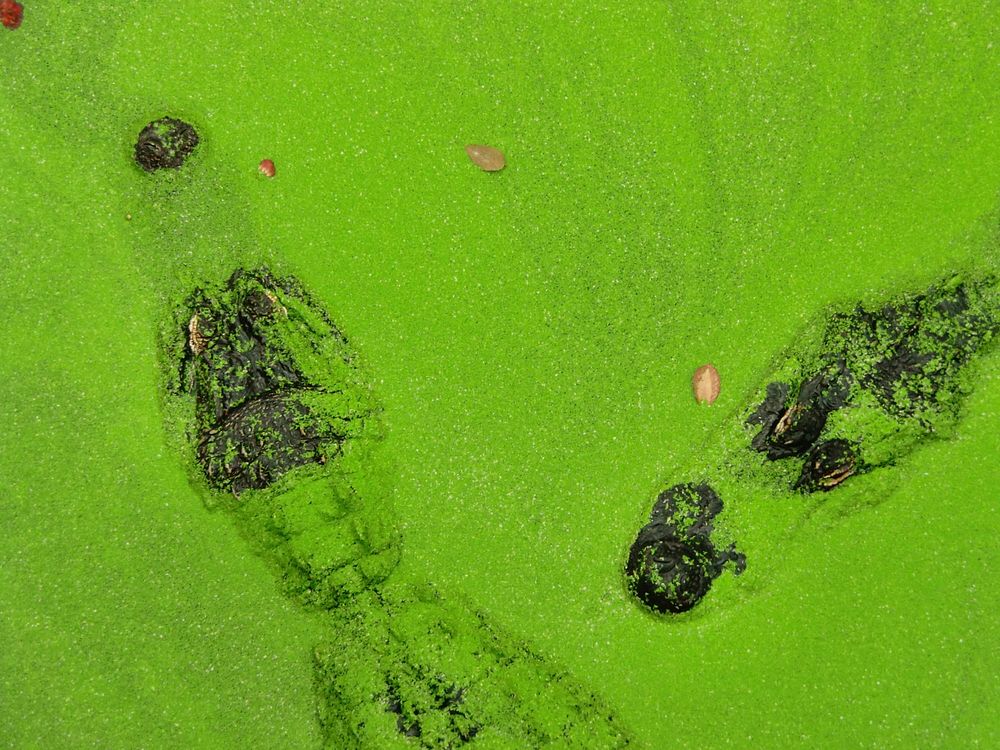 Crocodile in water with green leaf. Free public domain CC0 photo.