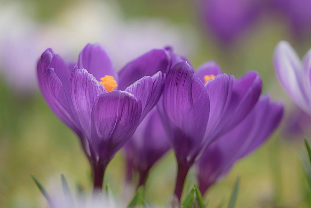 Purple crocus background. Free public domain CC0 photo.