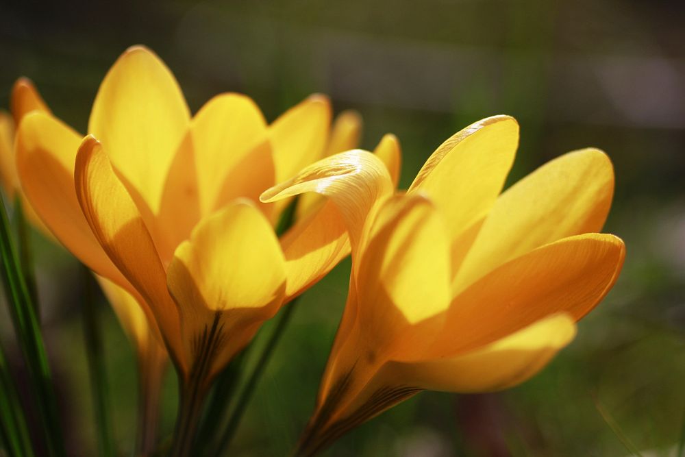 Yellow crocus background. Free public domain CC0 image.