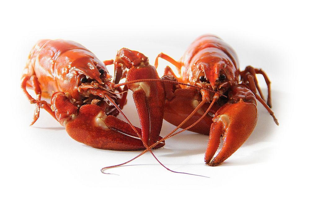 Lobster. Free public domain CC0 photo