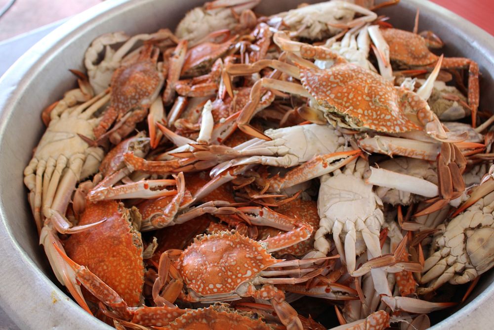 Boiled crab on plate. Free public domain CC0 photo.