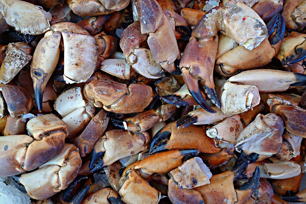 Raw seafood, crab. Free public domain CC0 image