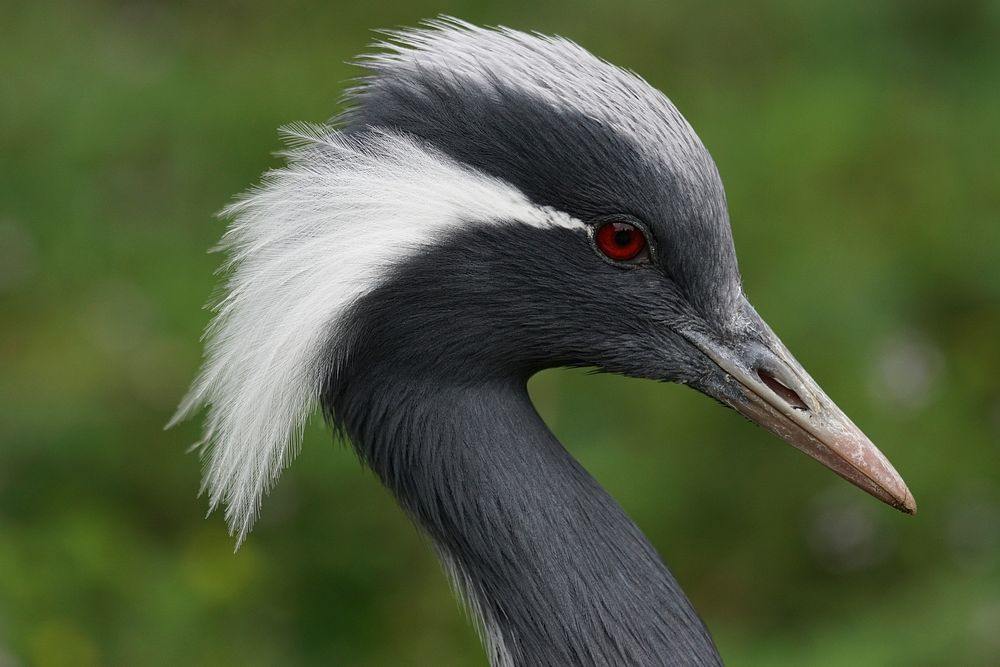 Demoiselle crane, bird photography. Free public domain CC0 image.