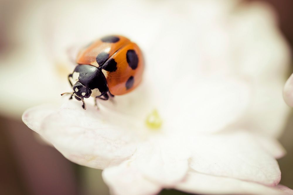 Beetle and white flower. Free public domain CC0 photo.