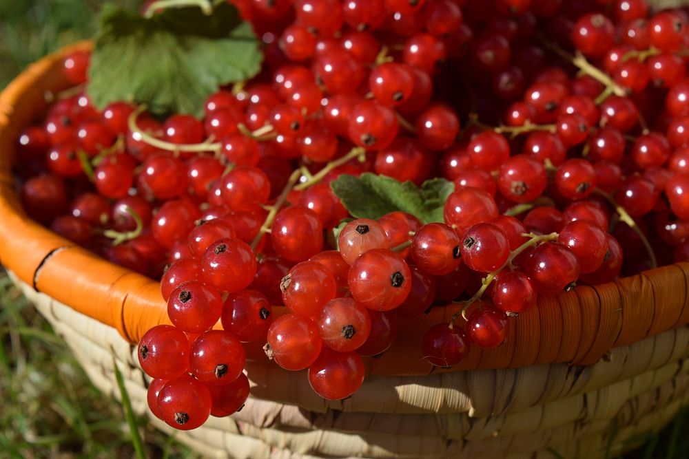 Red currants in bowl. Free public domain CC0 image. 
