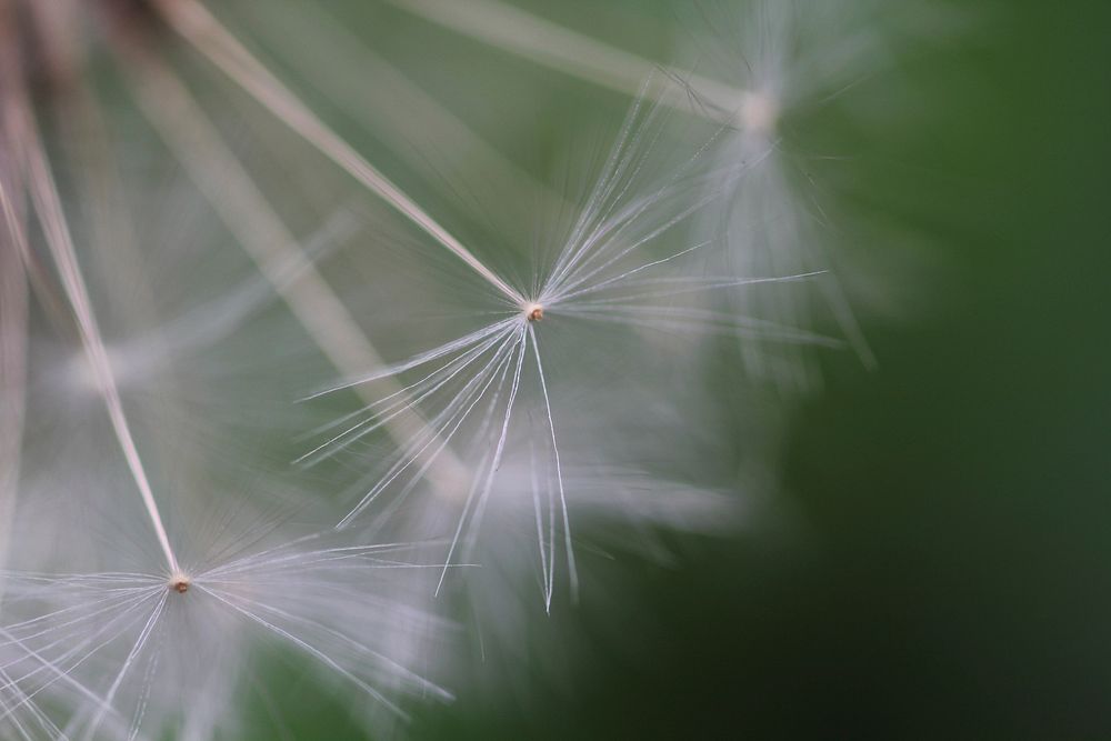 Dandelion background. Free public domain CC0 photo.