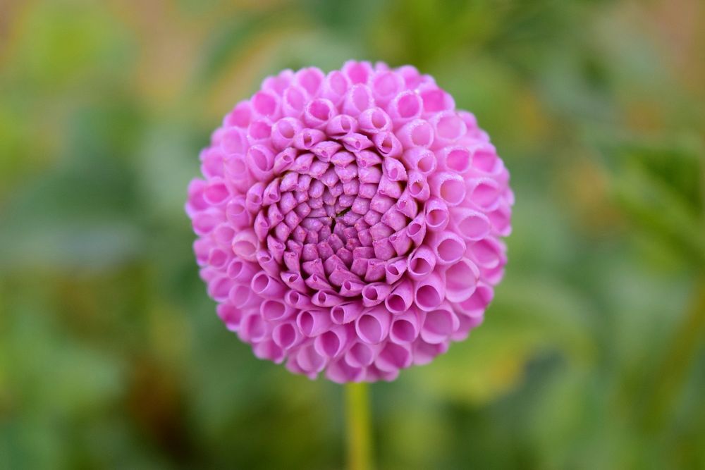 Pink dahlia background.  Free public domain CC0 image.