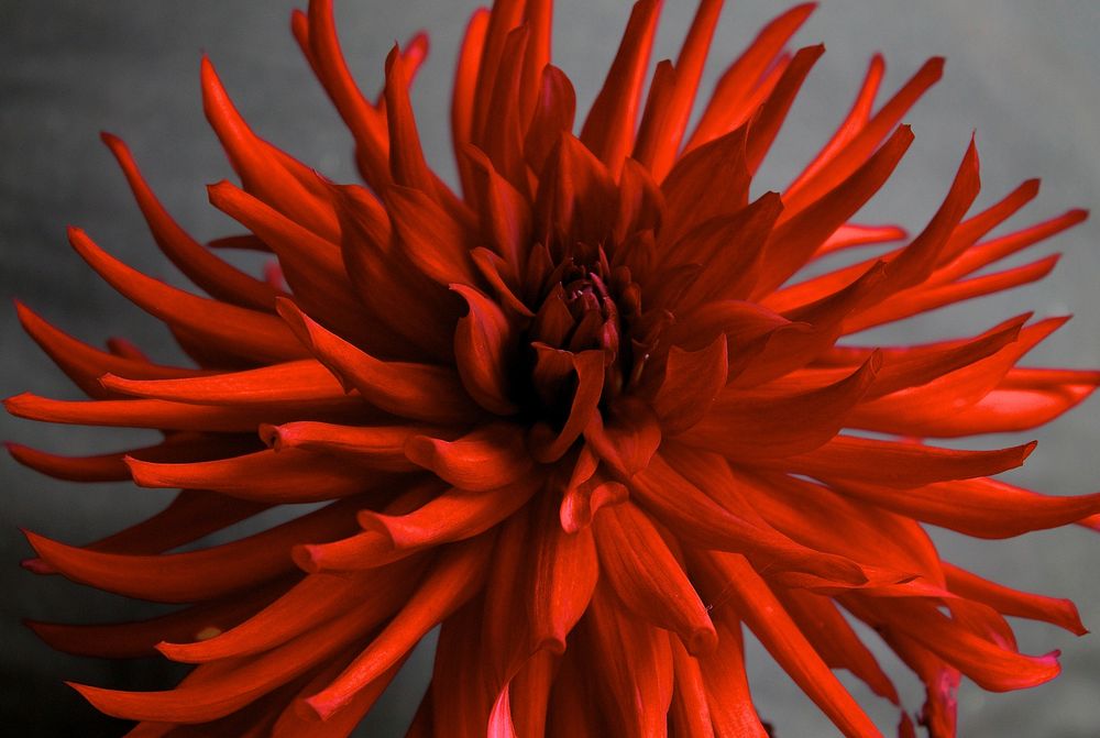 Red dahlia background. Free public domain CC0 image.