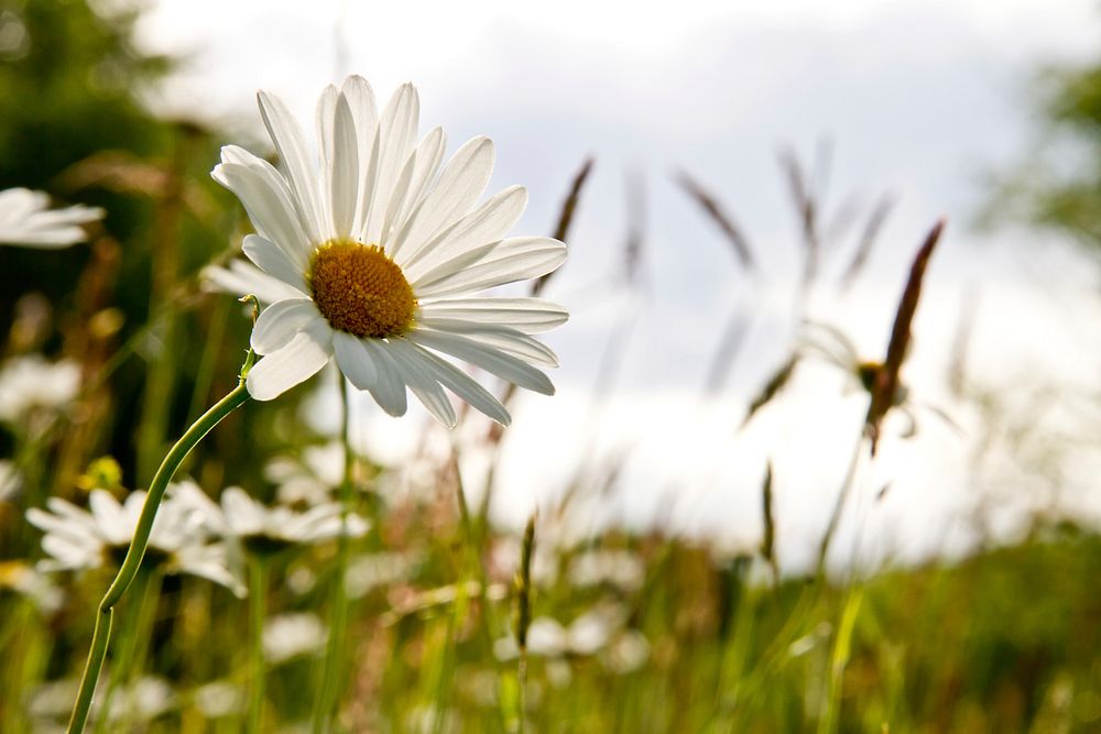 White daisy background. Free public domain CC0 photo.