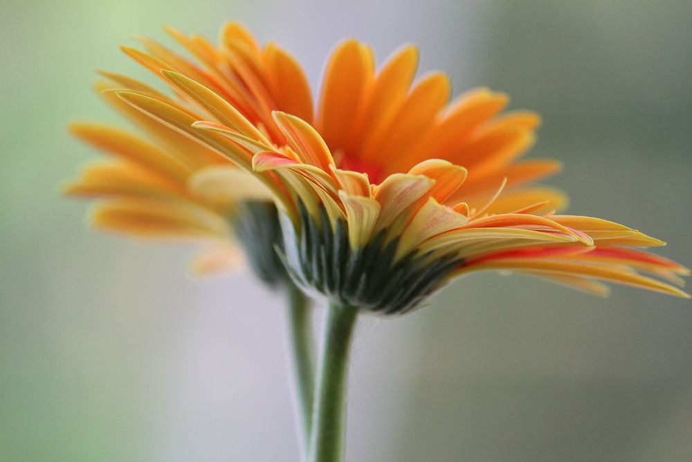 Orange flower background. Free public domain CC0 image.