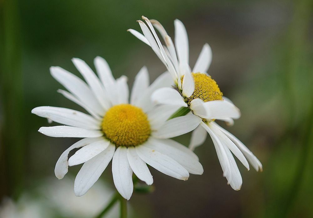 White daisy background. Free public domain CC0 image.