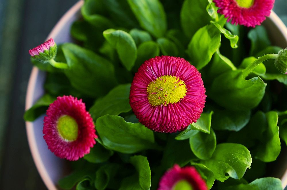 Pink everlasting flower background, aerial view. Free public domain CC0 photo.