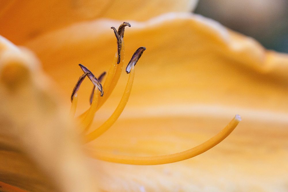 Flower pollen background, macro shot. Free public domain CC0 image.