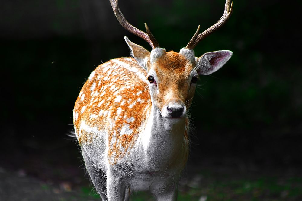 Chital deer. Free public domain CC0 photo.