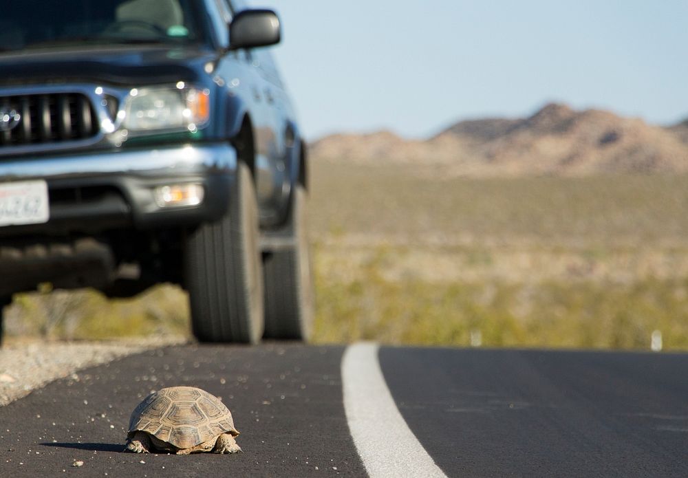 Turtle crossing road in front of a car. Free public domain CC0 photo.