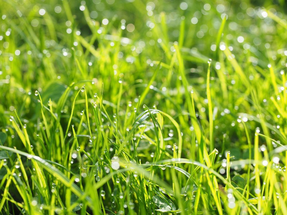 Water drops on grass. Free public domain CC0 photo.