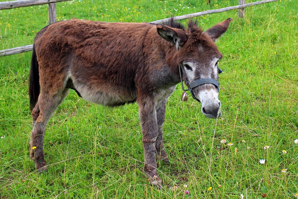Cute donkey, animal photography. Free public domain CC0 image.