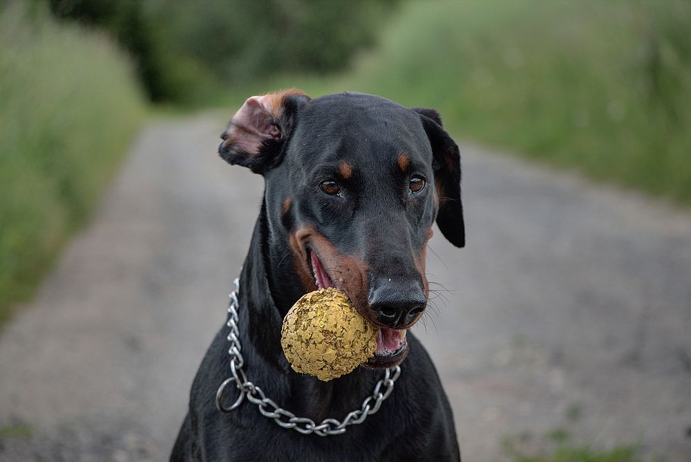 Doberman dog biting old yellow ball. Free public domain CC0 photo.