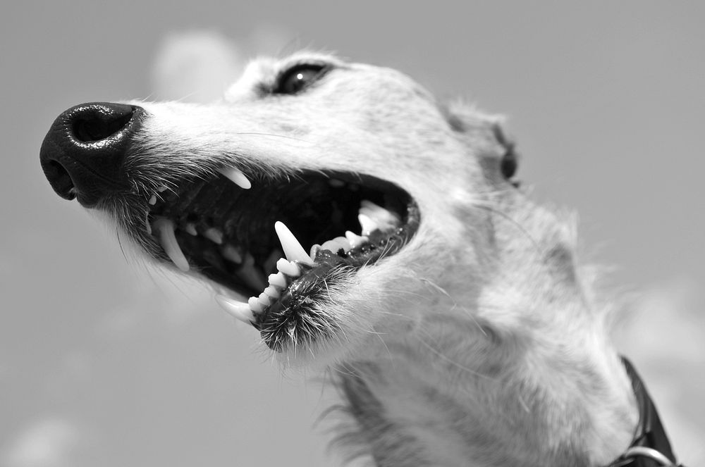 Italian greyhound open mouth. Free public domain CC0 photo.