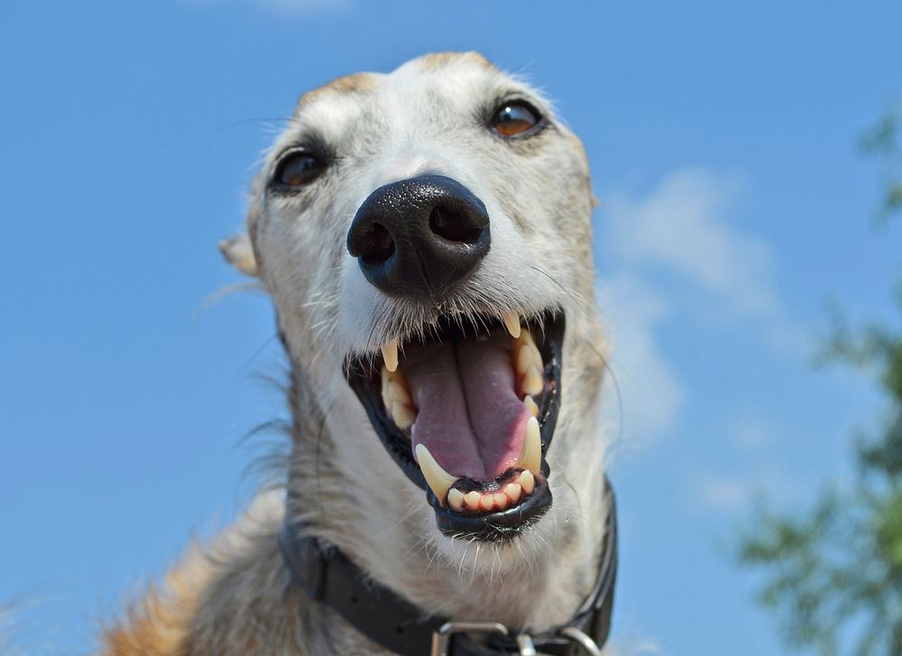 Italian greyhound open mouth. Free public domain CC0 photo.