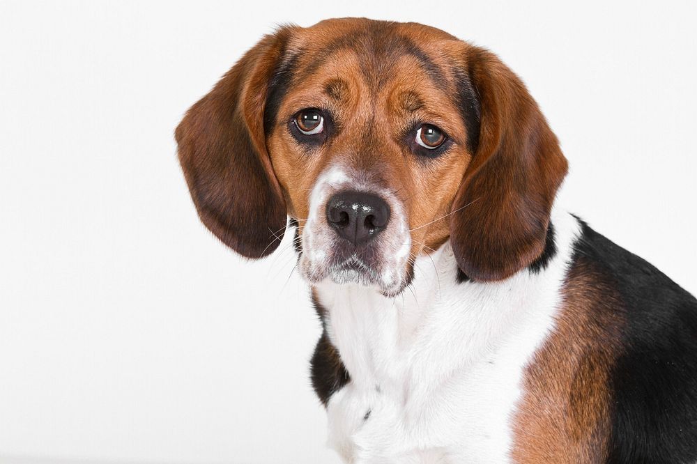 Sad beagle face. Free public domain CC0 photo.