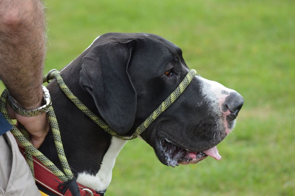 Dog with head halter. Free public domain CC0 photo