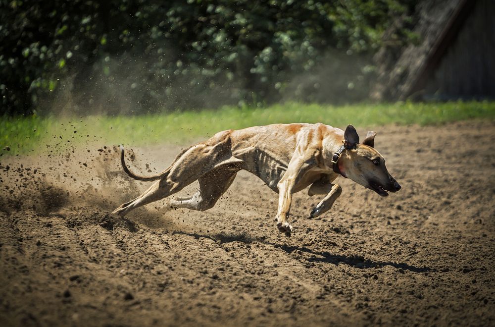 Dog running fast. Free public domain CC0 image.