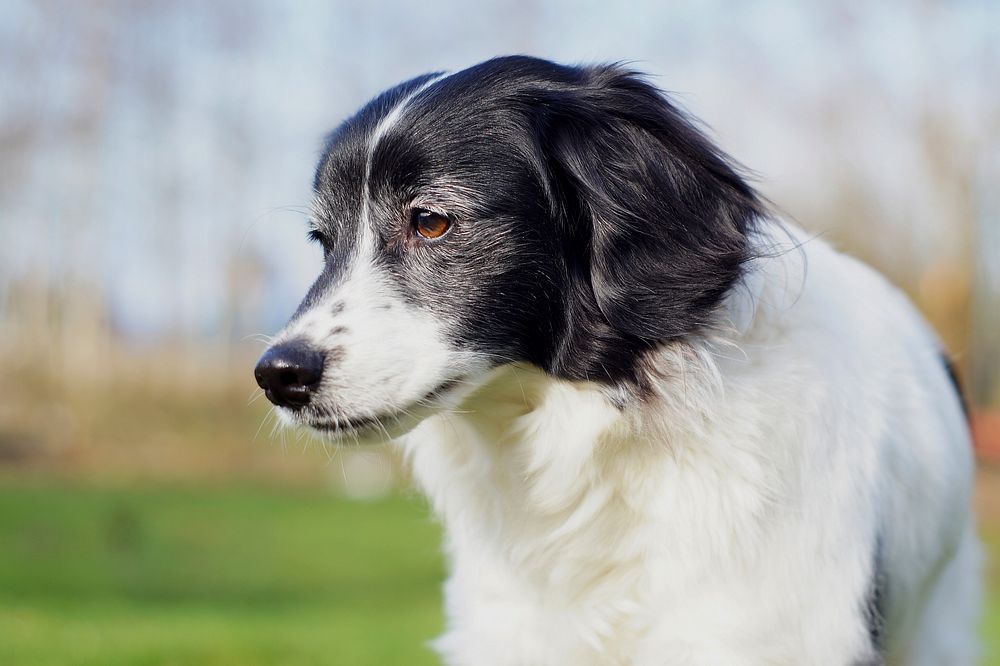 Black and white dog close up head. Free public domain CC0 photo