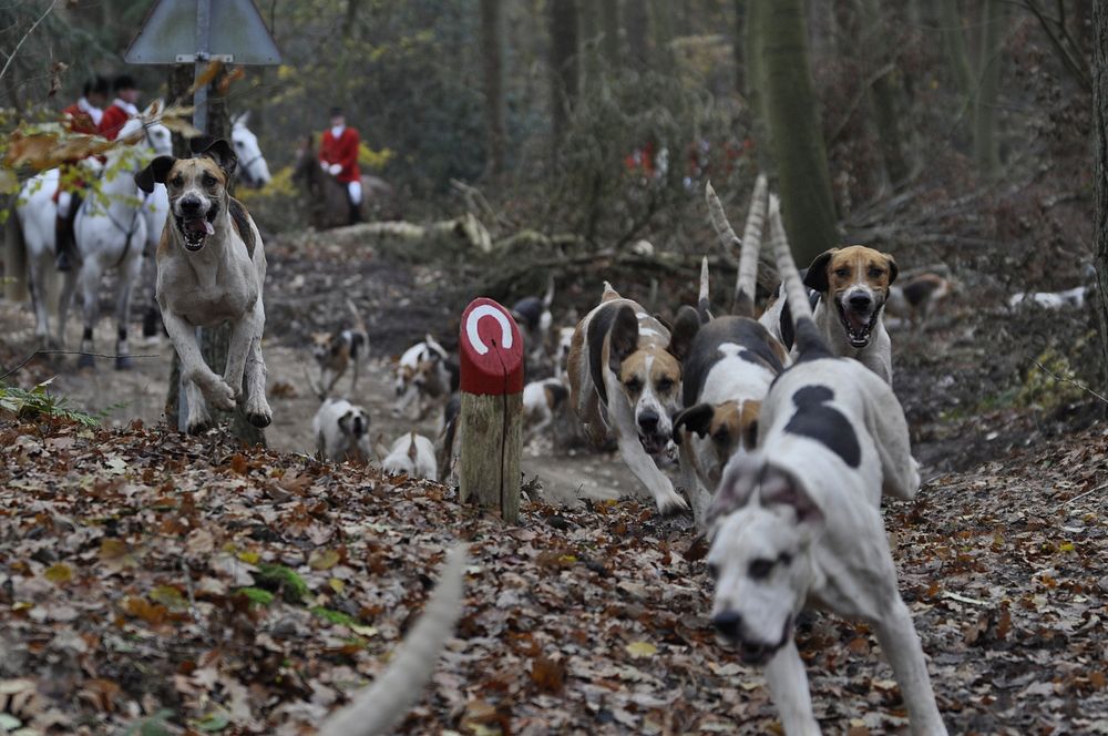 Group of dogs running in forest. Free public domain CC0 photo