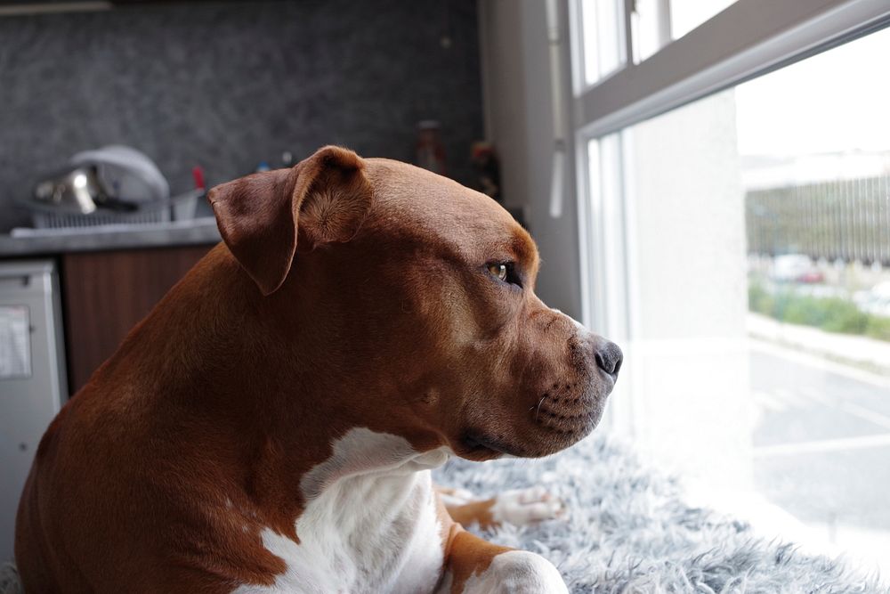 Brown bulldog looking out the window. Free public domain CC0 photo.