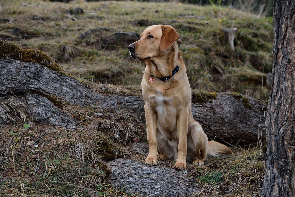 Labrador retriever sitting in nature. Free public domain CC0 photo.