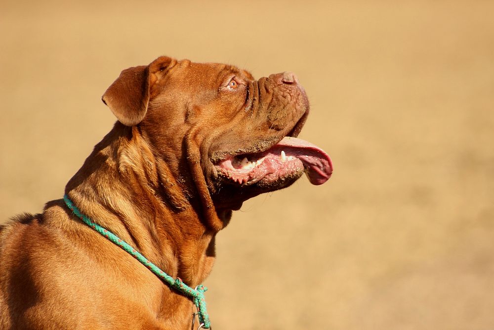 Brown bulldog with tongue out. Free public domain CC0 photo.