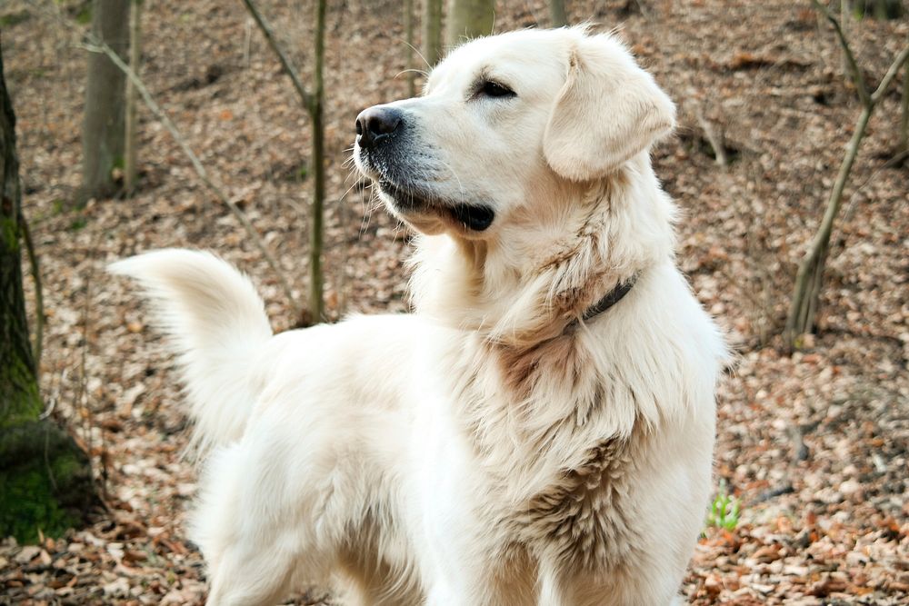 Golden retriever. Free public domain CC0 photo.