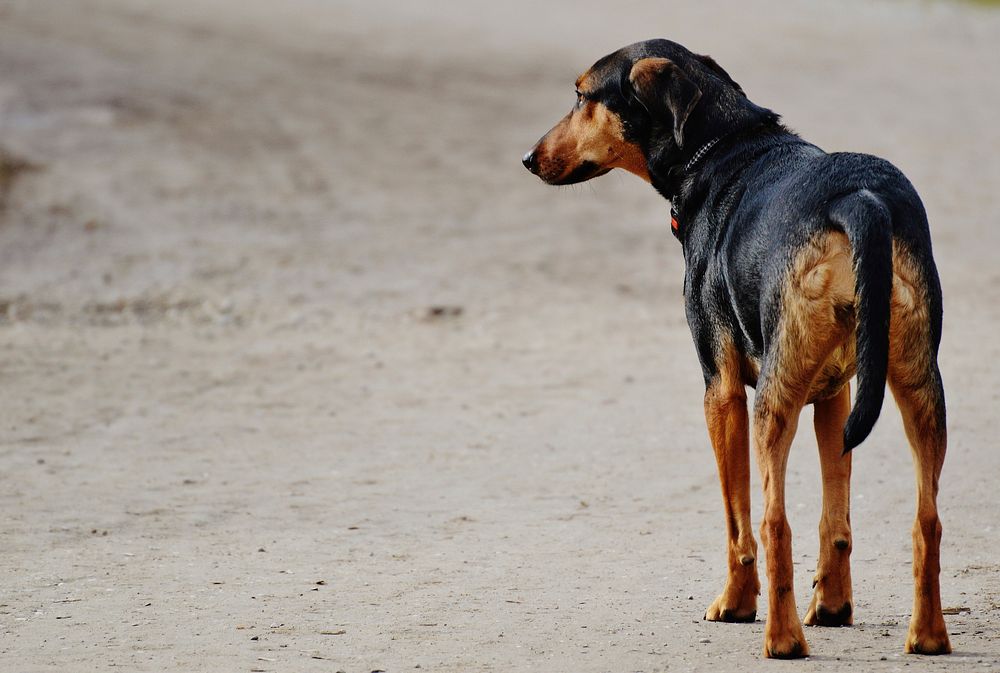 Black and brown dog standing. Free public domain CC0 photo