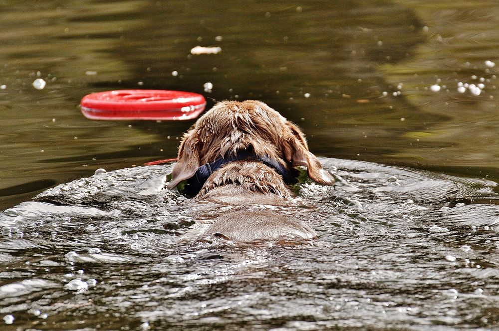 Dog swimming to get red toy on water. Free public domain CC0 photo