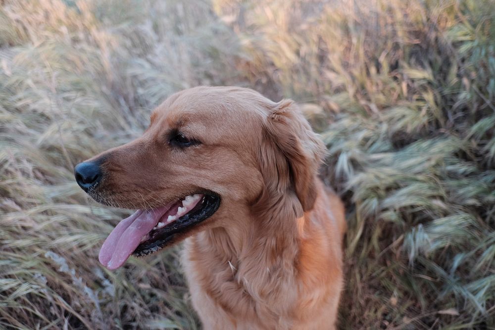 Dog in reed field. Free public domain CC0 photo.