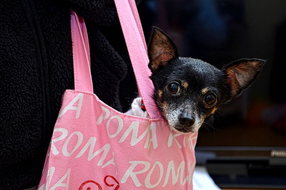 Chihuahua in pink bag. Free public domain CC0 photo.