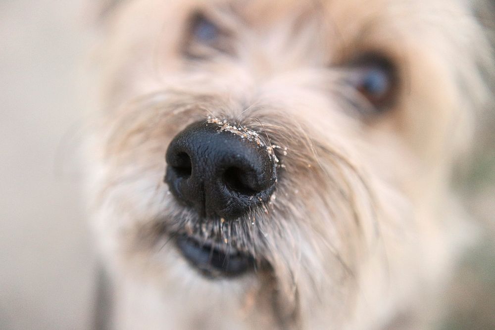 Close up dog nose. Free public domain CC0 photo.
