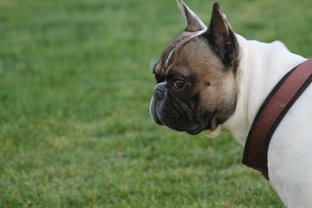 Bulldog on grass field with brown collar. Free public domain CC0 photo.