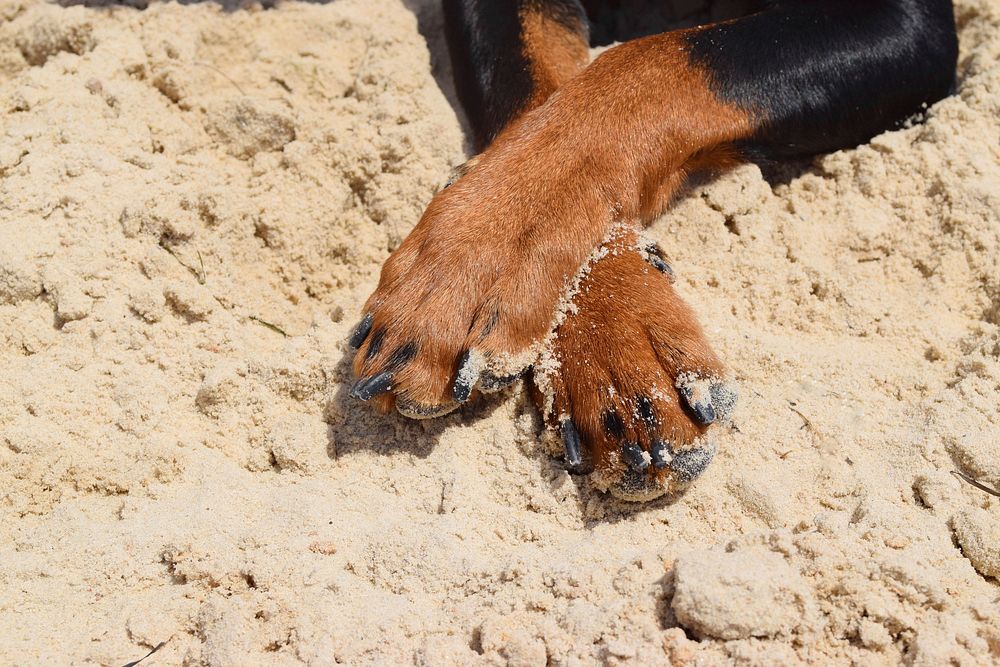Dog paws on sand. Free public domain CC0 photo