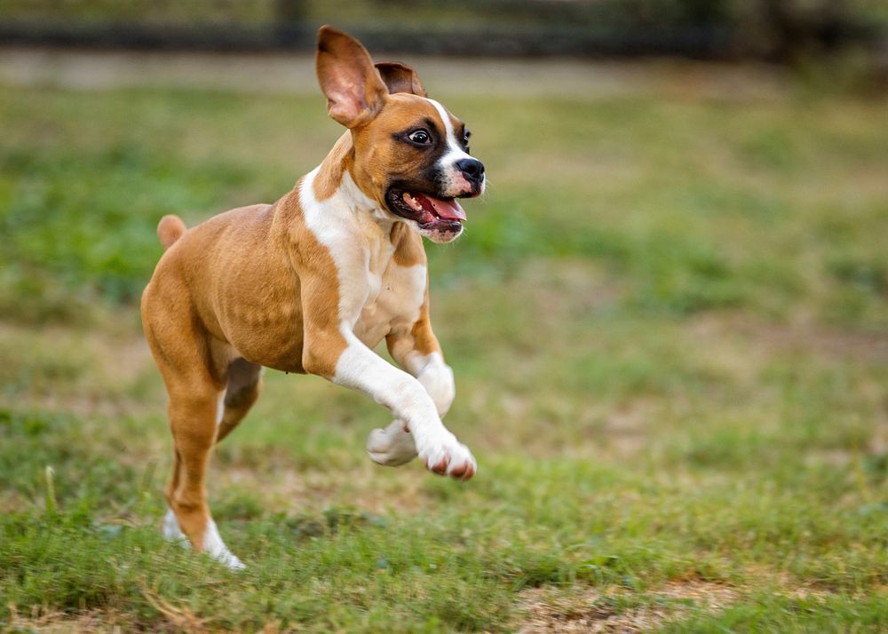 Brown dog playing on grass field. Free public domain CC0 photo.