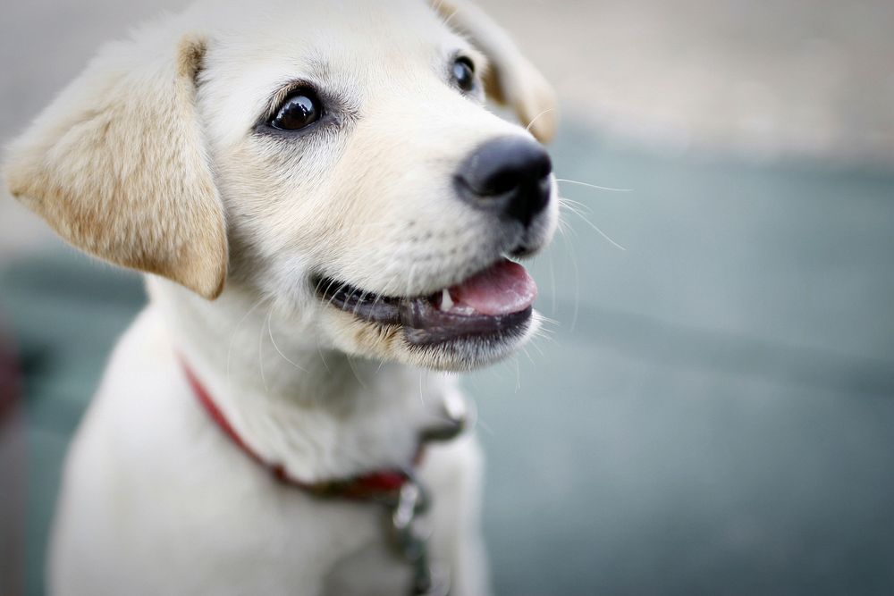 White labrador retriever puppy. Free public domain CC0 photo.