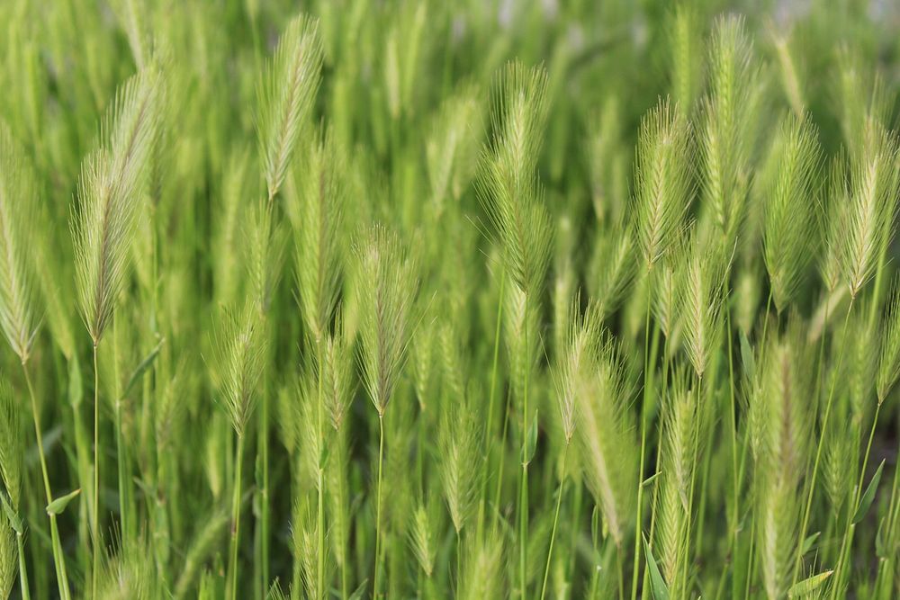 Green barley field. Free public domain CC0 photo.